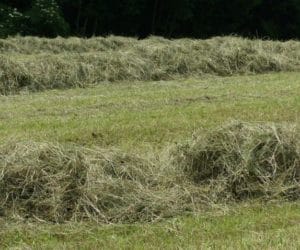 Kupujemy zgrabiarkę. Na co warto zwrócić uwagę?