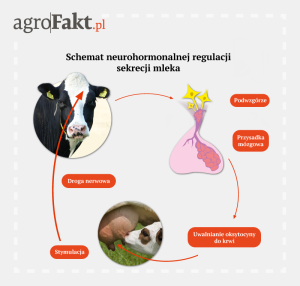 sekrecja mleka