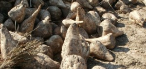 Buraki cukrowe