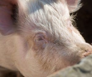 Nowe zasady przemieszczeń trzody chlewnej