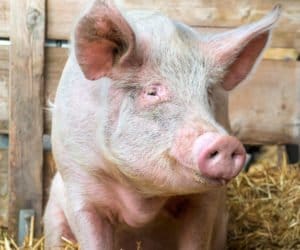 Co sądzisz o&nbsp;tuczu nakładczym trzody? Izba zbiera opinie