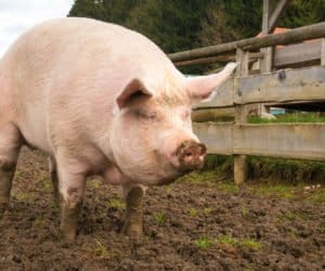 Mięso wieprzowe wraca z&nbsp;magazynów na rynek