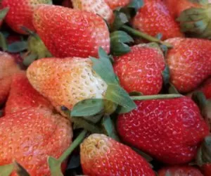 Pomoc na szarą pleśń z&nbsp;3-dniową karencją