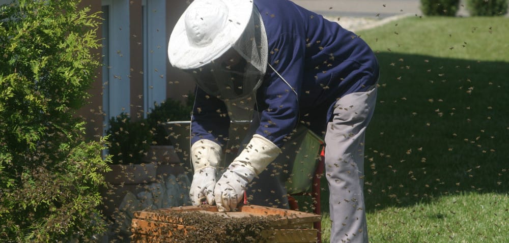 Kradną pszczoły pod osłoną nocy