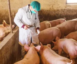 weterynarze o inspekcji żywności