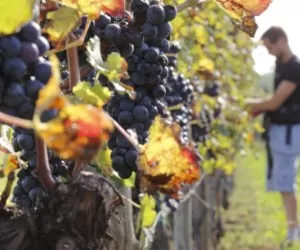 Czy winiarstwo jest szansą dla polskich rolników?