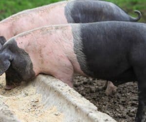 Ziemniaki: schyłek polskiej potęgi