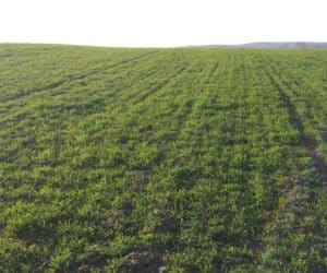 Żyto ozime: jak i kiedy je nawozić?