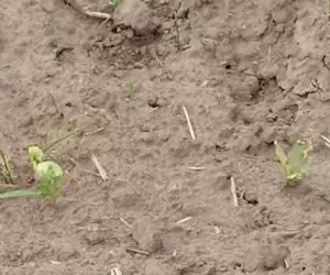 Buraki cukrowe: dlaczego słabo rosną?