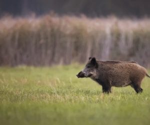 Odszkodowania po nowemu