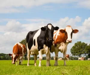 Mocznik w&nbsp;żywieniu bydła: wady i&nbsp;zalety