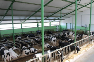 Hodowla Państwa Nowaków. 