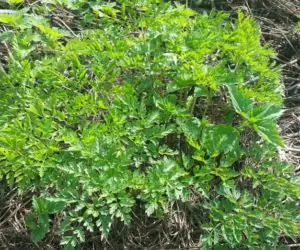 Uwaga na barszcz Sosnowskiego: poparzenia na pastwisku!