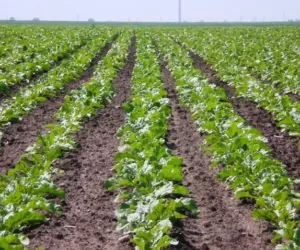 Buraki cukrowe: wszystko zależy od pogody