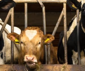 Ozonowanie: dezynfekcja budynków gospodarskich