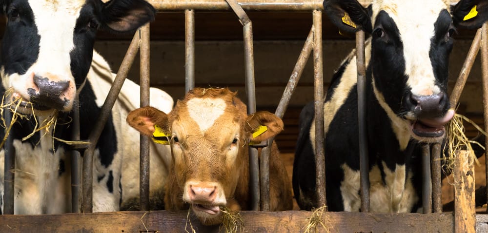 Ozonowanie: dezynfekcja budynków gospodarskich
