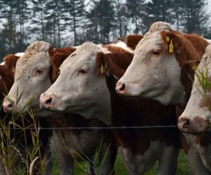 Bydło na wypasie: choroba motylicza