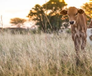 Bydło na wypasie: trujące rośliny na pastwisku