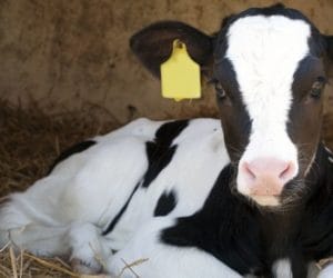 Jak wybrać starter, koncentrat i&nbsp;preparat mlekozastępczy dla cieląt?