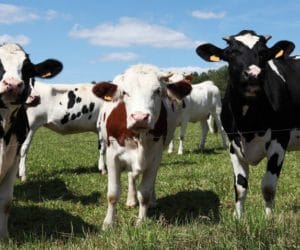 Preparaty prozdrowotne dla cieląt