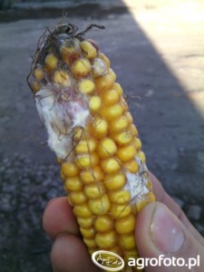 fusarium