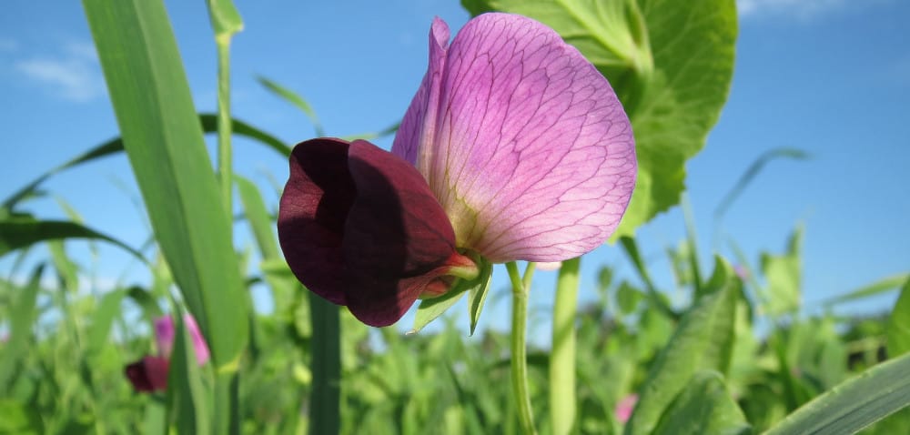 Strąkowiec grochowy: uciążliwy szkodnik grochu