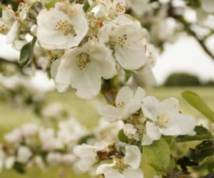 Zaraza ogniowa jabłoni: lepiej zapobiegać zamiast gasić