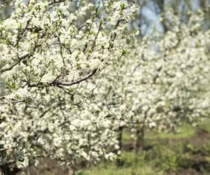 Przędziorki w&nbsp;sadach owocowych
