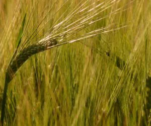 Rynchosporioza zbóż – choroba grzybowa jęczmienia