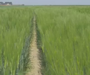 Jęczmień wymaga Twojej uwagi