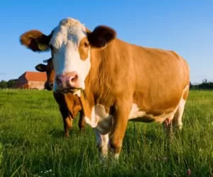 Ocena kondycji krów mlecznych