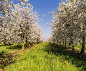 Zgorzel kory w&nbsp;uprawach jabłoni