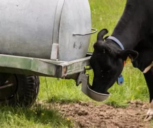 Bydło na wypasie: zadbaj o&nbsp;prawidłowe pojenie