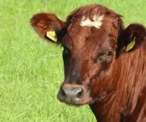 X Krajowa Wystawa Czerwonego Bydła Polskiego już wkrótce!