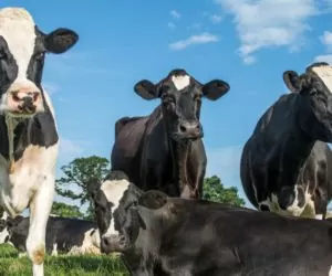 Żywienie a&nbsp;płodność bydła mlecznego