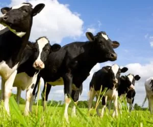 Bydło na wypasie: modyfikacja dawki pokarmowej