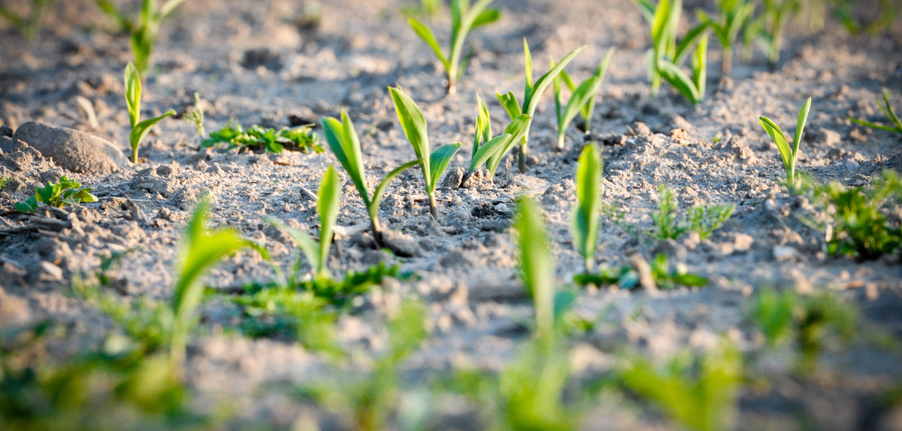 Azot w uprawie kukurydzy – jak go zapewnić we wczesnych fazach rozwoju?