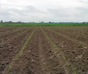 Kukurydza wschodzi w&nbsp;Polsce zachodniej