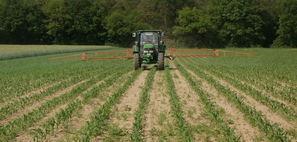 Dokarmianie dolistne kukurydzy