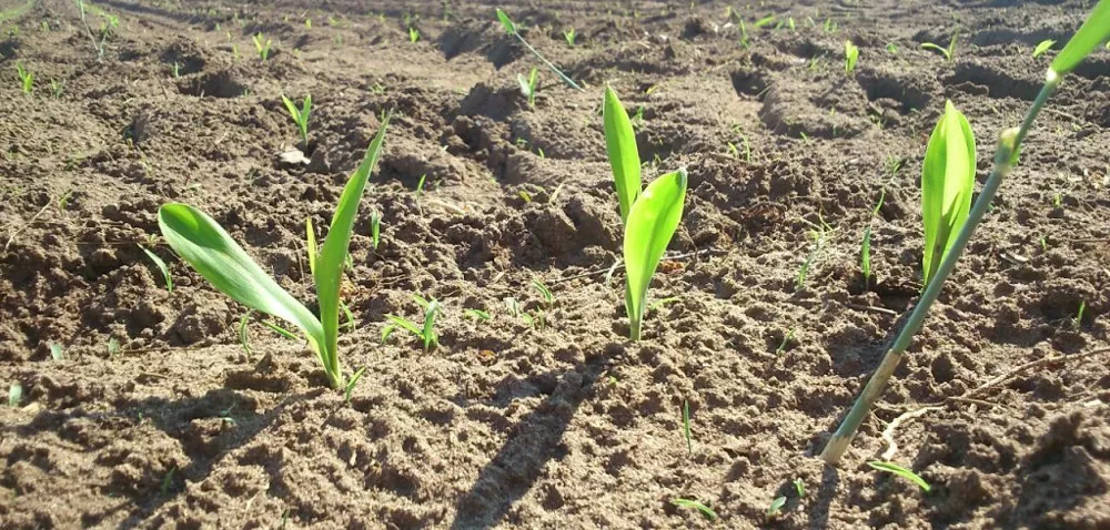 Ochrona kukurydzy: rolniku, zwalczaj chwasty!