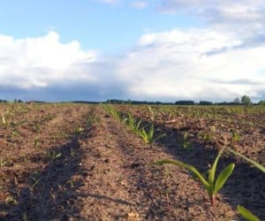 Chwasty w&nbsp;kukurydzy: kilka porad dla plantatora