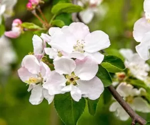 Szkodniki w&nbsp;sadach: owocówka jabłkóweczka