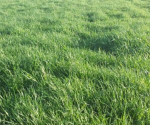 Kiedy kosić łąki na paszę – jak wybrać termin?