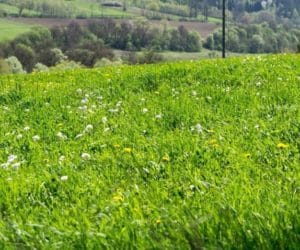 Koszenie łąk: Dlaczego warto dbać o&nbsp;paszę z&nbsp;małą ilością włókna?