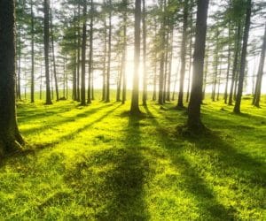 Zalesianie? Pomyśl i&nbsp;policz, czy warto!