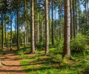las na nieużytkach