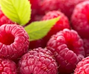 Mszyce malin: jak je skutecznie zwalczać?