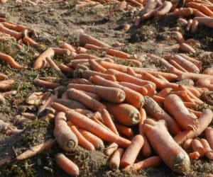 Jak się ustrzec szkodników w&nbsp;uprawie marchwi?