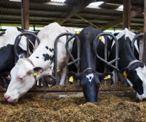 Czy oznaczanie polskiego mleka pomoże rozwiązać kryzys?