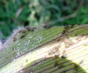 Sprawdźmy, czy nie ma mszyc w&nbsp;pszenicy i&nbsp;jęczmieniu